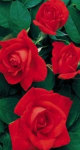 Balená růže keřová - Lidka