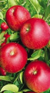 Balený ovocný stromek - jabloň Rubín