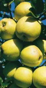  Balený ovocný stromek - jabloň Golden delicious